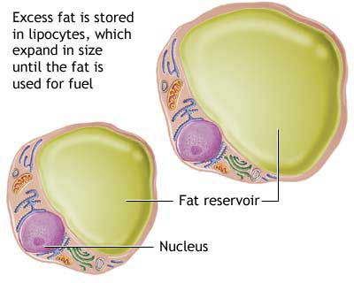 Fat Cell Picture 75
